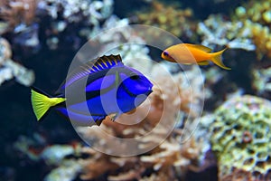 Blue tang Paracanthurus hepatus, and Dottyback