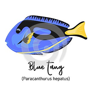 Blue tang or Paracanthurus hepatus. Marine dweller with colorful body and fins for swimming