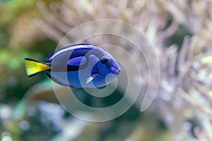 Blue tang or Paracanthurus hepatus, a number of common names are attributed to the species, including Palette surgeonfish, Regal