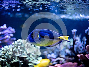 Blue tang (Paracanthurus hepatus) swimming on a reef tank with blurred background