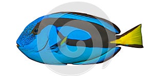 Blue Tang, Regal Tang isolated on white background. (Paracanthurus Hepatus)