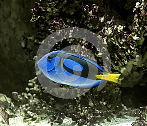 Blue Tang or Regal Tang or Palette Surgeonfish, paracanthurus hepatus