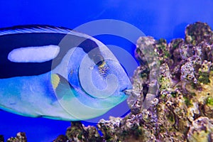 Blue Tang Surgeon Fish Paracanthurus hepatus at the aquarium of Vietnam