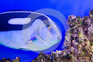 Blue Tang Surgeon Fish Paracanthurus hepatus at the aquarium of Vietnam