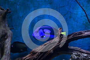 Blue Tang Surgeon Fish Paracanthurus hepatus at the aquarium of Vietnam