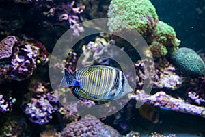 Blue Tang Surgeon Fish - Paracanthurus hepatus. Wonderful and beautiful underwater world with corals and tropical fish