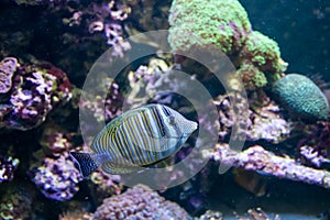 Blue Tang Surgeon Fish - Paracanthurus hepatus. Wonderful and beautiful underwater world with corals and tropical fish