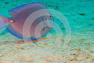Blue tang surgeonfish Acanthurus coeruleus swimming over sandy bottom