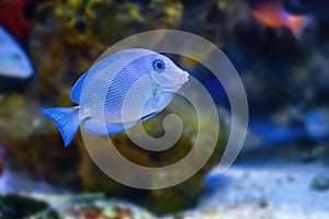 Blue Tang Surgeonfish - Marine Fish