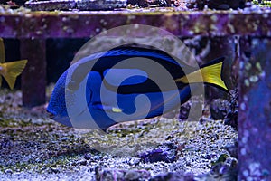 Blue tang swiming in marine aquarium