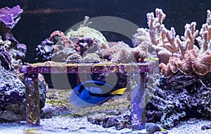 Blue tang swiming in marine aquarium