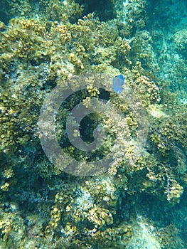 Blue tang turns on Bahamas reef