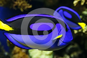 Blue tang in water