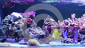 Blue tang and yellow tang swimming in tropical aquarium with corals
