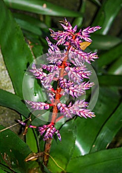 Blue Tango Bromeliad Hybrid Plant