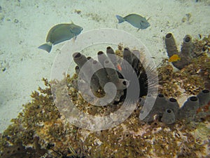 Blue tangs swimming near tube sponges and long spined sea urchin