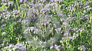 Blue tansy or lacy Phacelia tanacetifolia farmed crops grown as fodder, green fertilizer and honeybee plant, used as a