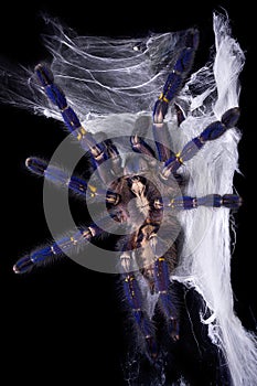 Blue tarantula crawling on web