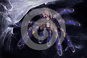 Blue Tarantula near web