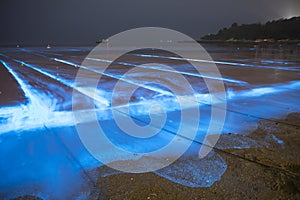 Blue tears Noctiluca scintillans.