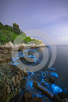 Blue tears Noctiluca under the starry sky.