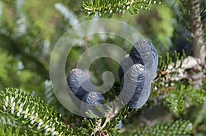 Blue tender fir cones