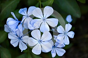 Blue tenderness in the dark forest