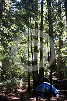 Blue tent in the redwoods