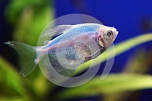Blue Ternary genetically modified fish in the aquarium. Gymnocorymbus ternetzi