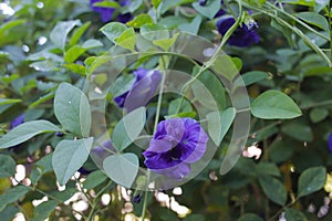 Blue Ternate Plant or Clitoria Ternatea