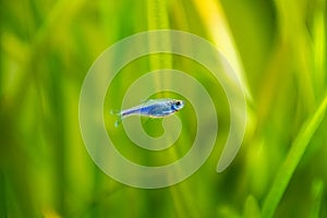 Blue Tetra  Boehlkea fredcochui  isolated in a fish tank