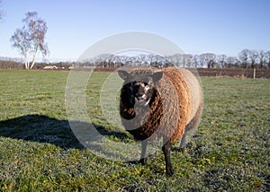 Blue Texel sheep in a meadow in the Netherlands