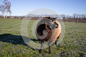 Blue Texel sheep in a meadow in the Netherlands photo