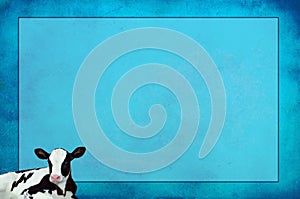 Blue textured background with Holstein calf