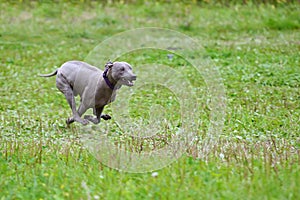 Blue Thai Ridgeback dog running across the green field. Dog coursing outdoor. Blurred defocused background