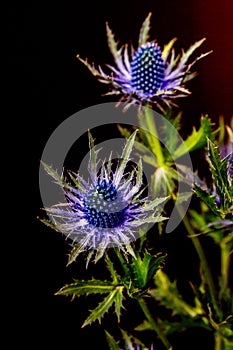 Blue Thistle Bouquet over black background