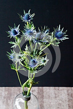 Blue Thistle Bouquet over black background