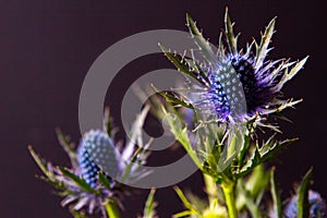 Blue Thistle Bouquet over black background