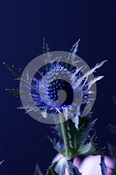 Blue Thistle Bouquet over black background