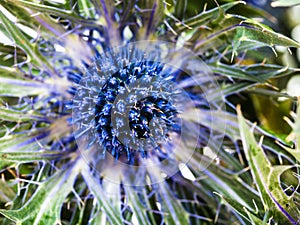 Blue Thistle (eryngium) flower close up