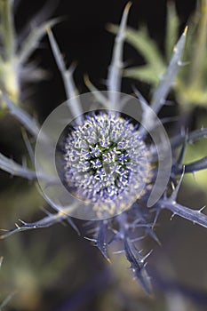 Blue thistle flower