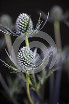 Blue thistle flower with spiny leaves