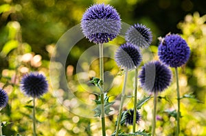 Blue thistle flowers.