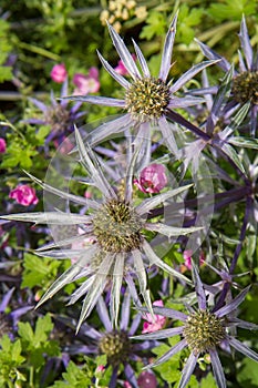 Blue Thistle