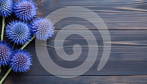 Blue thistle flowers on wooden background. Top view with copy space