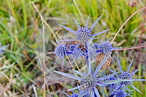 Blue Thistle growing wild in the Gran Sasso National Park