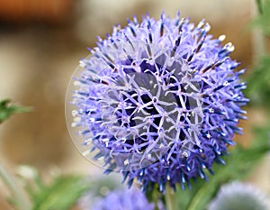 Blue Thistle Head