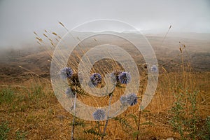 Blue thistle flowers in a foggy mountain photo