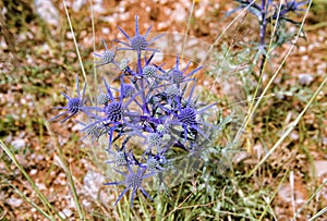 Blue thistle wild flower