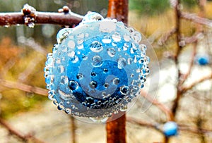 Blue thorn berry on a frosty sunny day.